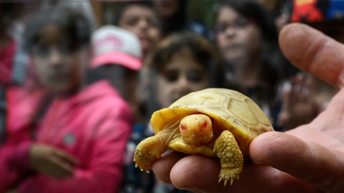 Latest company news about Σπάνιος, ποτέ-πριν από-βλέποντας albino μωρών Galapagos ο γίγαντας τα ντεμπούτα στο ζωολογικό κήπο της Ελβετίας